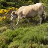 Some cows close to Loubaresse