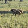 Some sheep on the Valldemossa plain