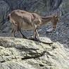 The ibex came to greet us in the morning