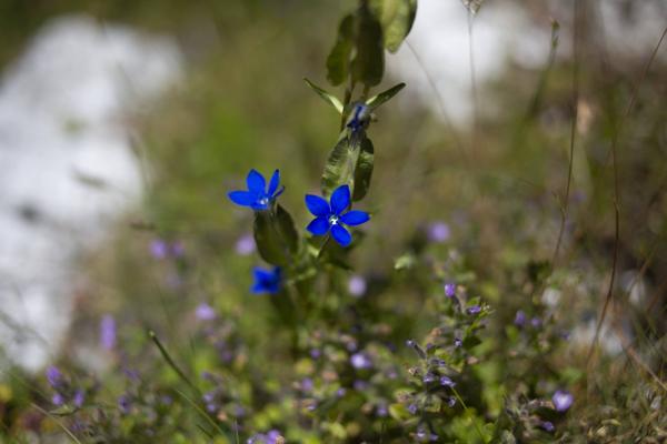 Beautiful blue flowers growing in the mountain fields