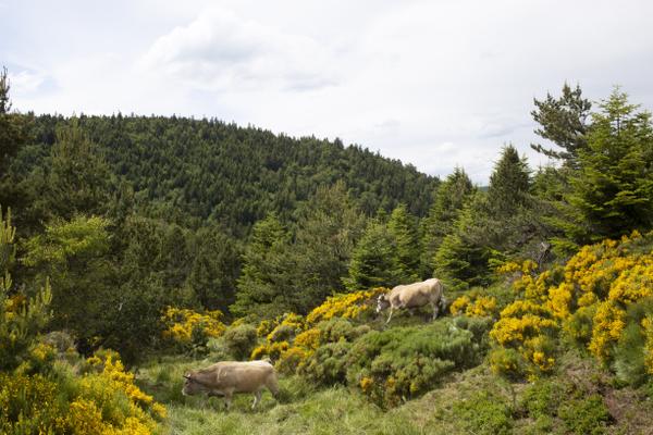 Some cows close to Loubaresse